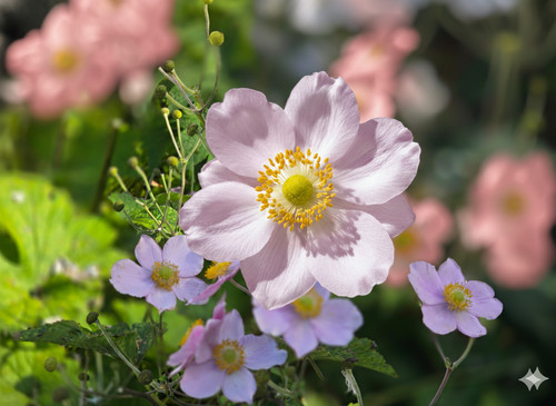 Pink japanese anemone - x,