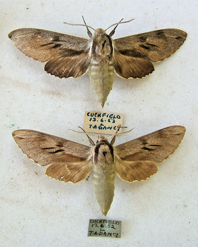 Pine hawk moth pinastri - pine, s.