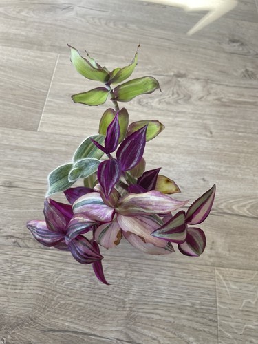Variegated tradescantia rooted - tradescantia,