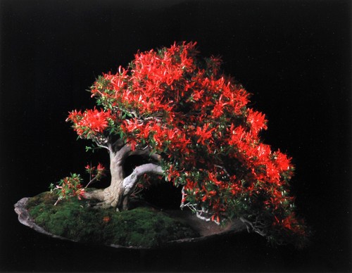 Jonathan singer kinsai - singer,,