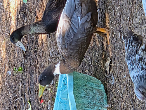 Mixed duck hatching eggs - hatching,