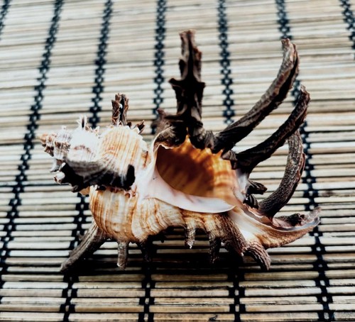 Vintage chicoreus cornucervi - vintage,