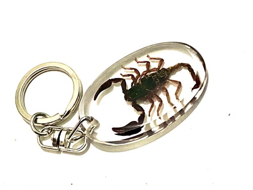 Real scorpion key - key, scorpio