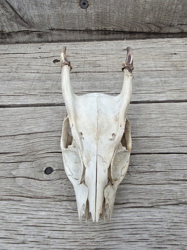 Muntjac deer skull taxidermy - muntjac,