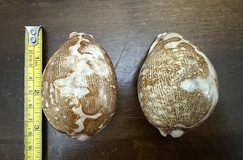 Map cowrie shells - map,