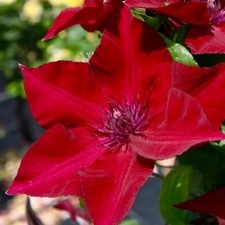Clematis NUBIA in a 3 Litre