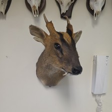 Muntjac deer shoulder mount - deer,