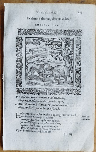 Lion damno altenus - lion,
