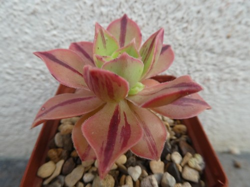 Aeonium lavranossii newtonii - aeonium, lavranossii-newtonii