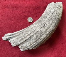 Petrified  Auroch Horn Core, Extinct Prehistoric Bovine Cattle