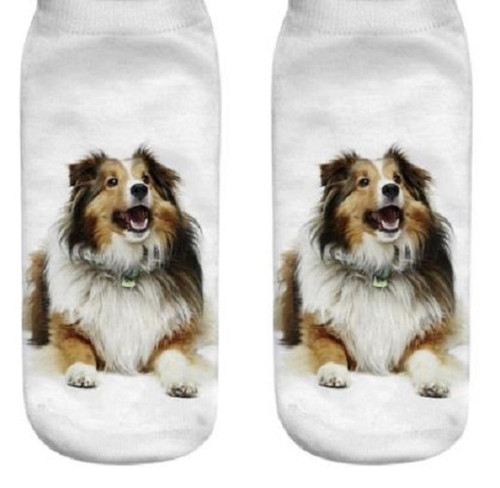 Shetland sheepdog cute - cute, dog