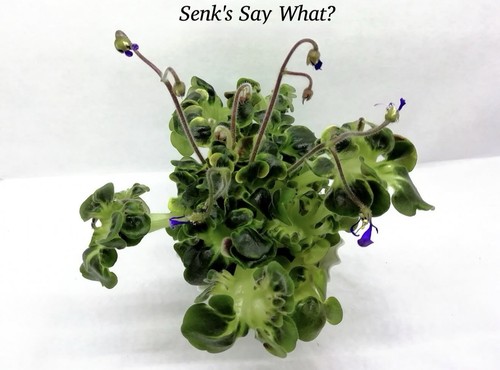 Rare african violet - rare,