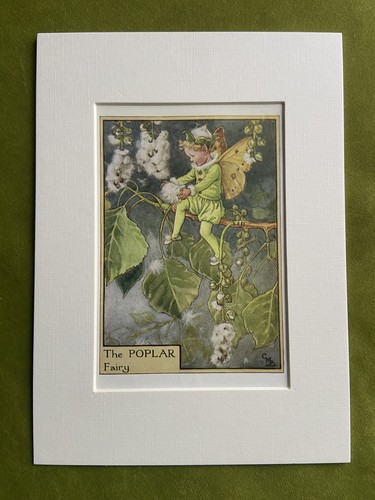 Poplar tree flower fairy - ‘poplar,