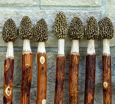 Morel Mushroom Hickory Hiking
