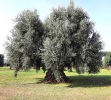 Olea europea cv MONOPOLI -