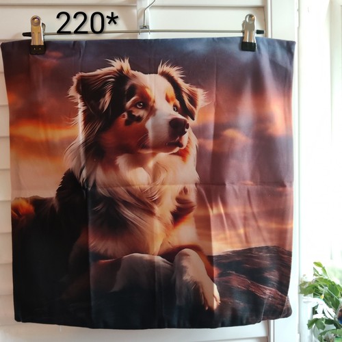 Australian shepherd peachy - australian,