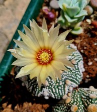 Astrophytum Asterias cv. Superkabuto | Large 8cm cactus plant 