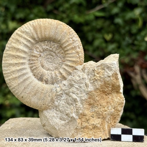 Rare indosphinctes lobatus - indosphinctes,