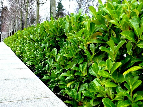Cherry laurel fast growing - 60,