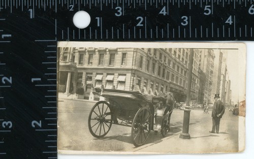 Antique horse drawn carriage - horse,