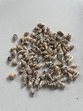 100 Assorted mixed Mini craft small sea shells arts and crafts