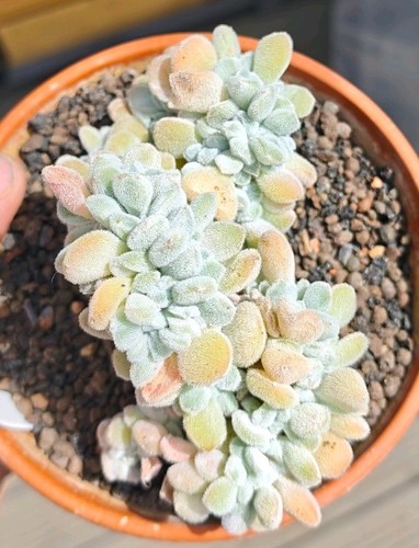 Echeveria pulvinata frosty - echeveria,
