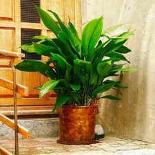 Aspidistra Elatior in  14 cm Pot 50cm Tall Cast Iron House Plant