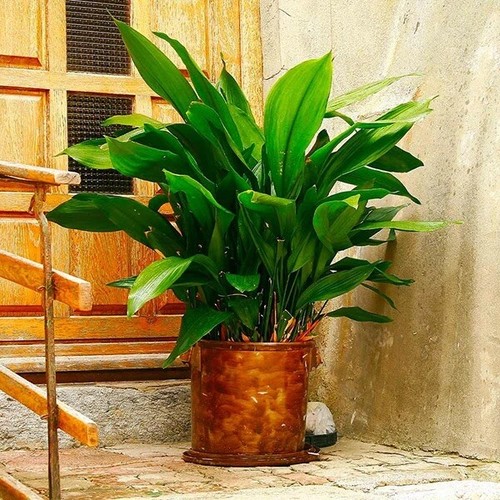 Aspidistra elatior 13 cm - 13,