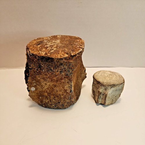 Whale vertebrae fossil - vertebrae, tall