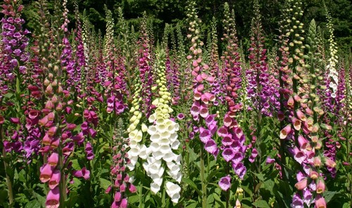 Foxglove digitalis mixed seeds - foxglove,