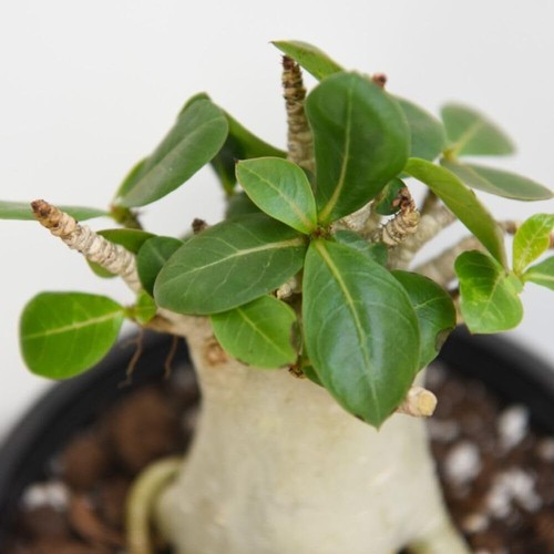 Adenium ansu baobab - adenium, 'ansu