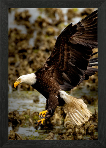Bald eagle majesty framed - bald,