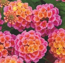 Lantana Rose 3 Plug plants