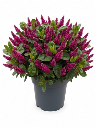 Pink flowering hebe - flowering, |