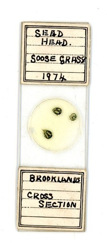 Vintage microscope slide seed - vintage,
