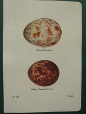 VINTAGE BRITISH BIRD EGG PRINT