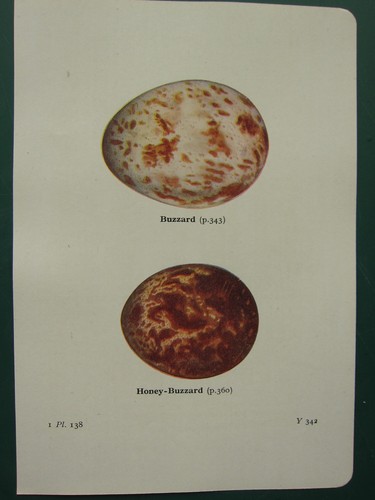 Vintage british bird egg - bird, print