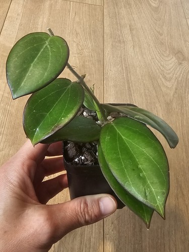 Hoya sanguine collector - "sanguine",