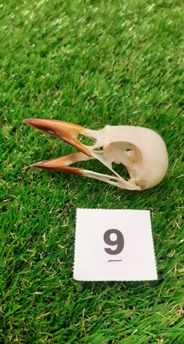 British magpie skull - magpie,