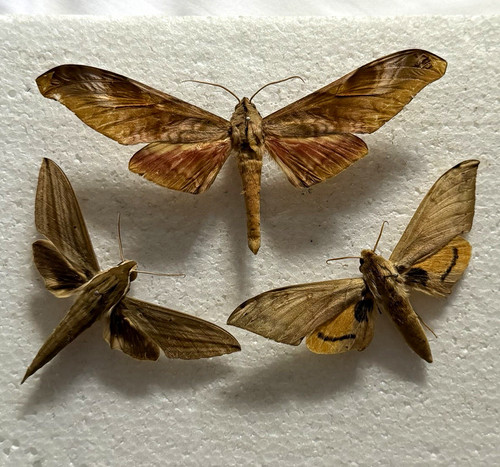 Entomology hawk moth - hawk, bundle