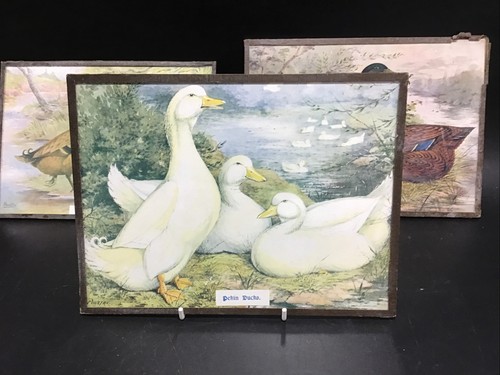 Vintage framed duck - vintage, prints