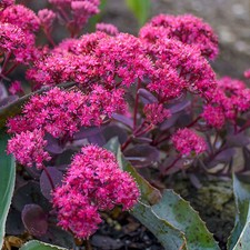 Sedum Superstar - Hardy