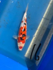 16 inches Marudo Snake jumbo