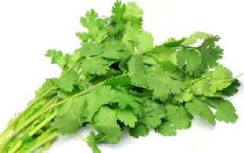 Coriander herb 50g - -, to