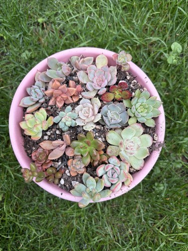 Diferent succulents bundle - 20,