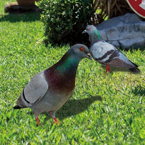 Pigeon statues garden - pigeon,