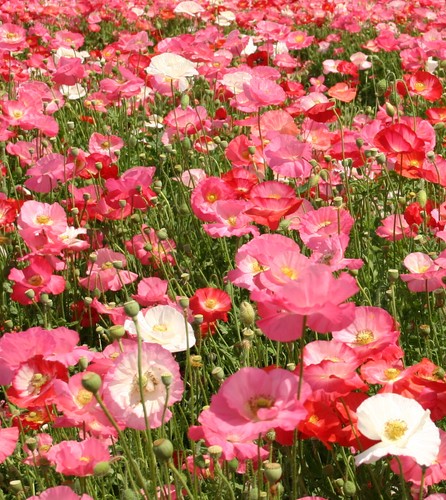 English poppy papaver rhoeas - english,