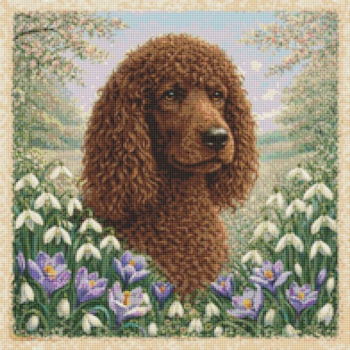 Irish water spaniel - irish, puppy