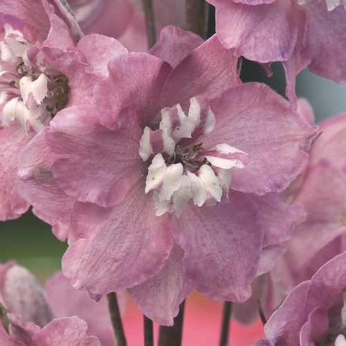 Delphinium larkspur cherry - larkspur,