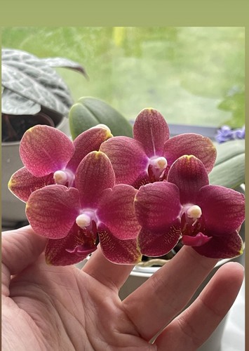 Novelty type phalaenopsis - type,